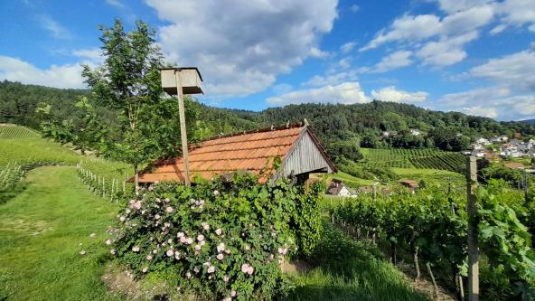 Weinbergspaziergang