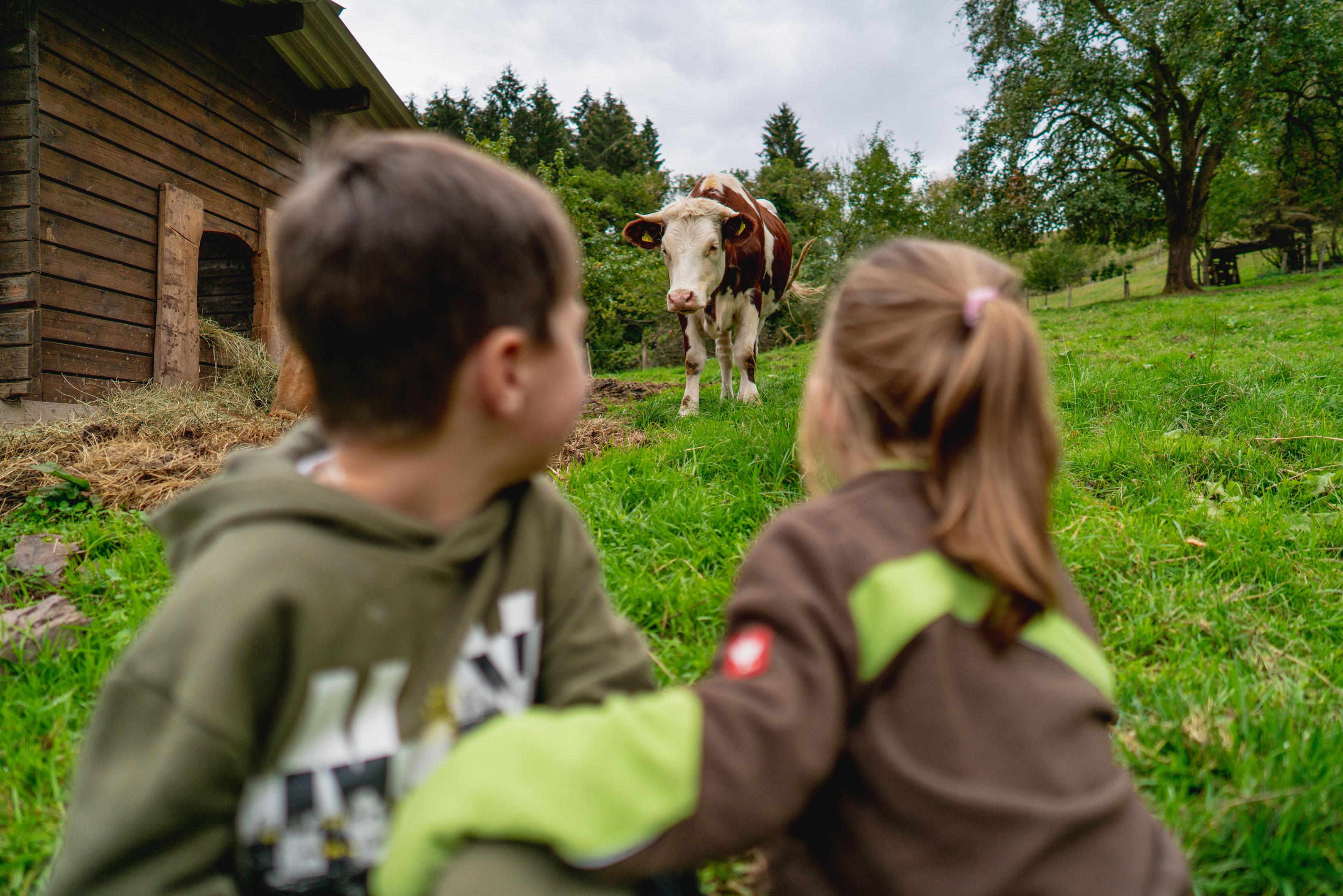 Kinder auf der Weide mit einer Kuh
