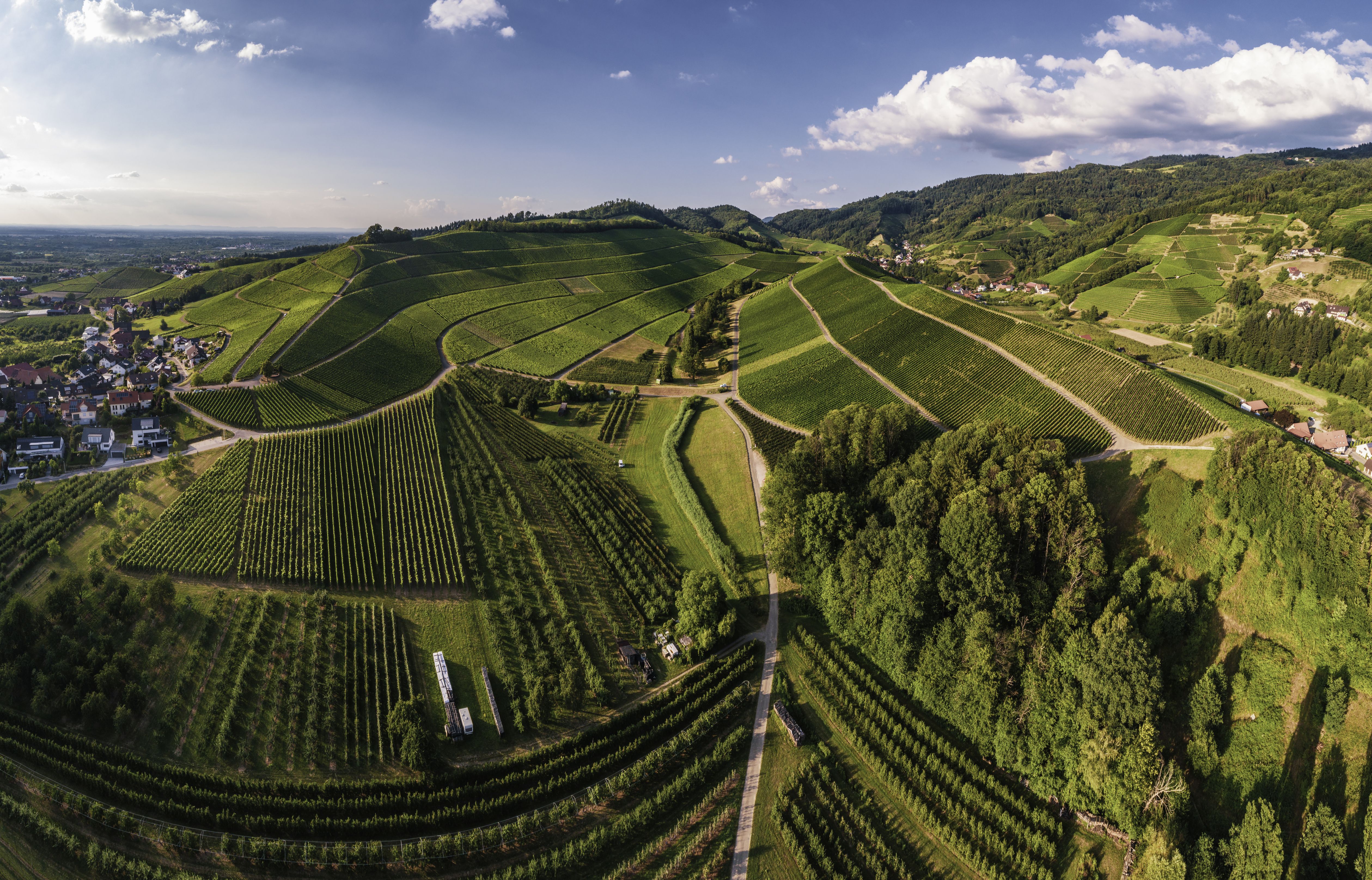 Blick auf die Reben in Oberkirch