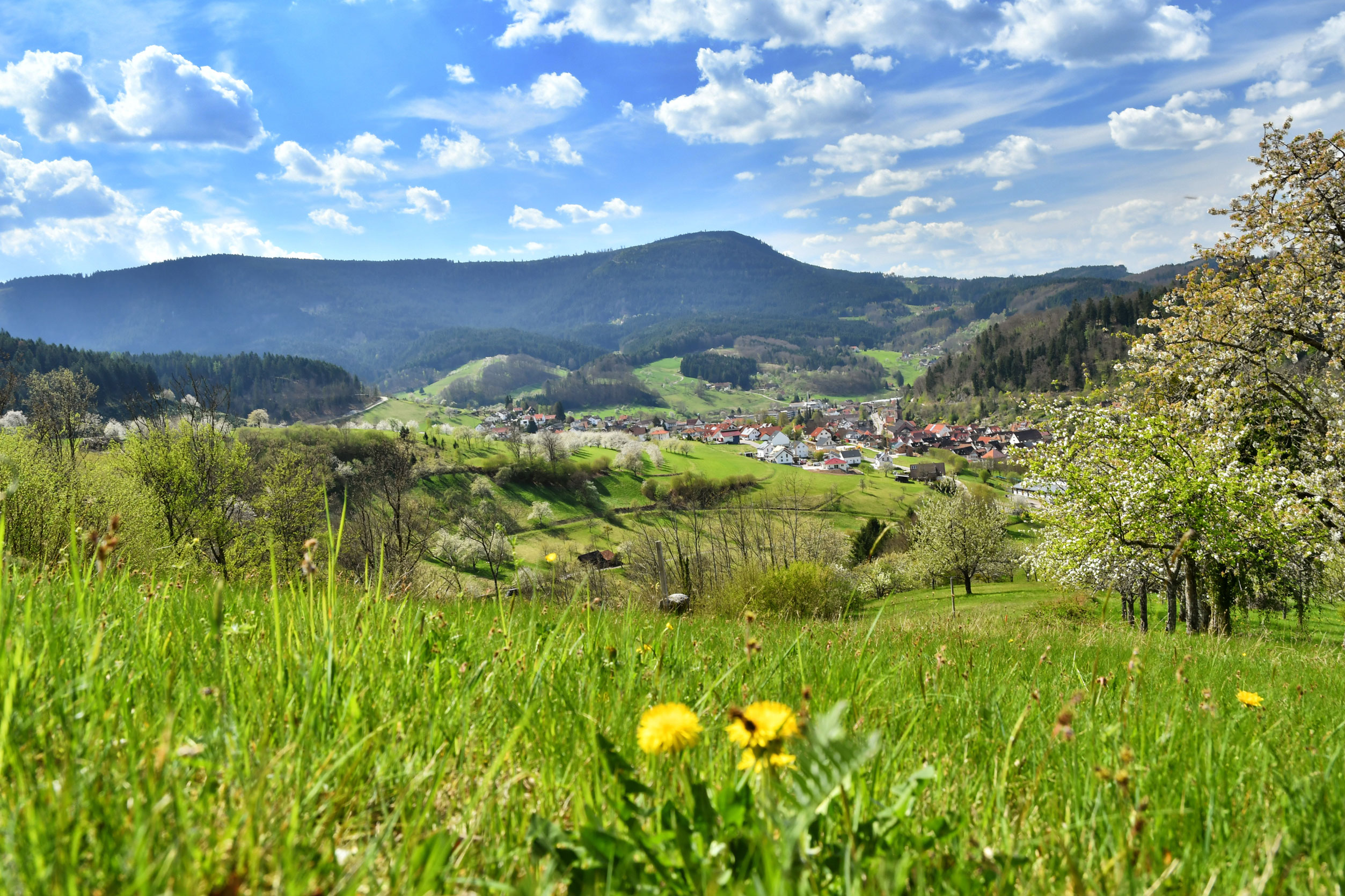 Blick auf die Stadt Oppenau von einer Wiese aus