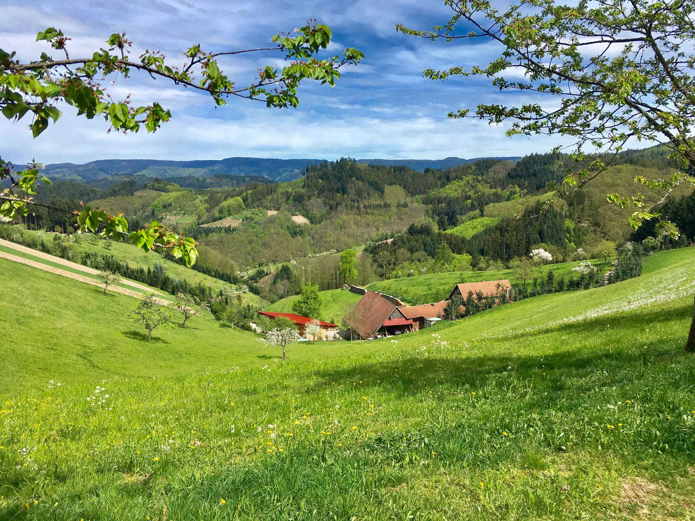 Fiegenhof