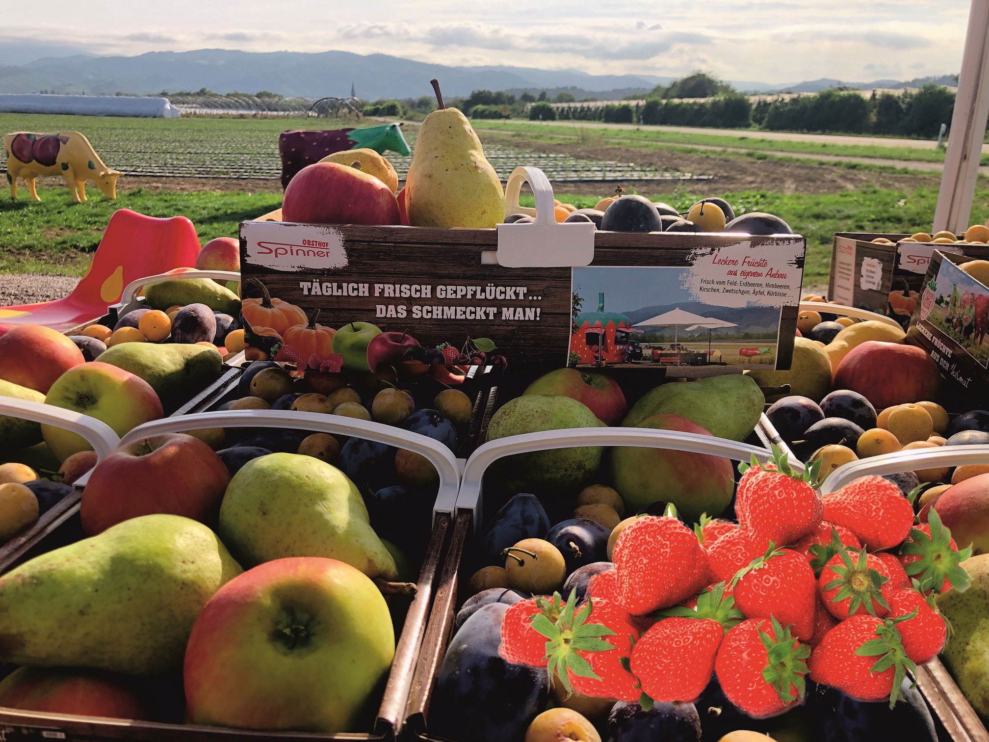 Blick auf ein Erdbeerfeld aus einem Verkaufsstand. Auf der Theke stehen Körbe mit verschiedenen Obstsorten